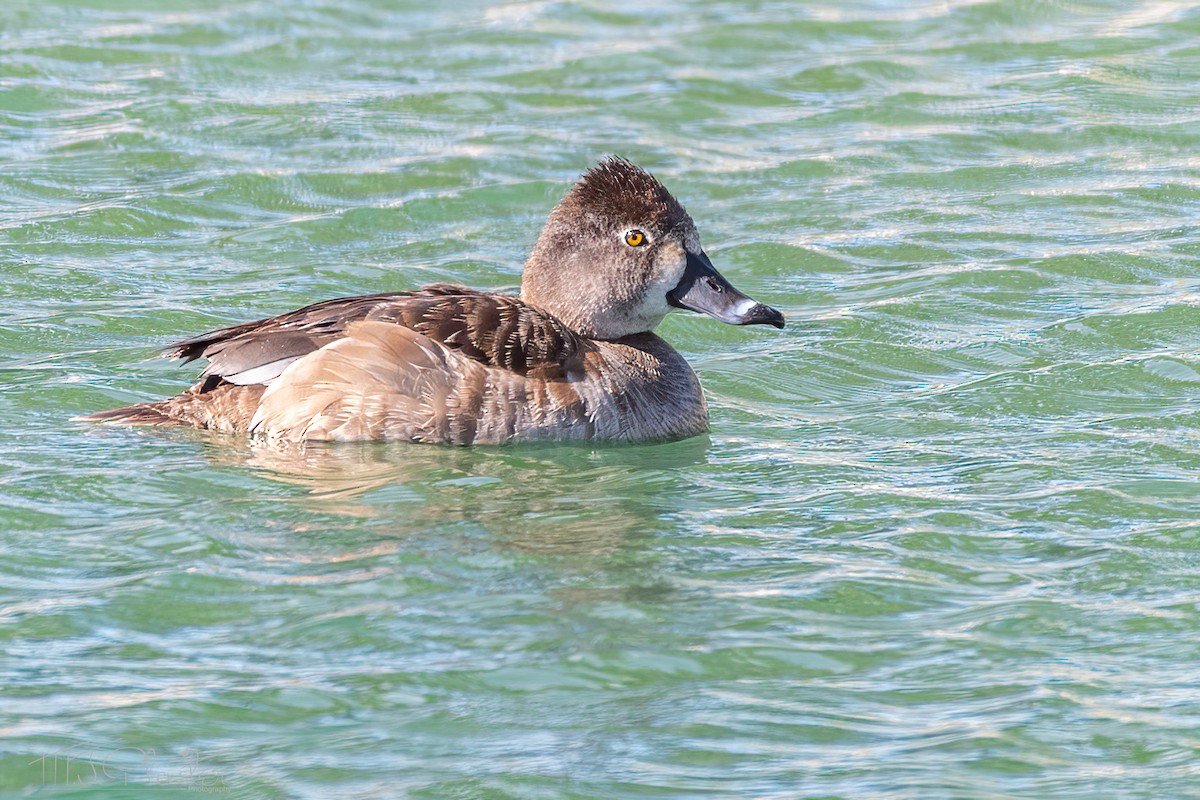 Ring-necked Duck - ML618117236
