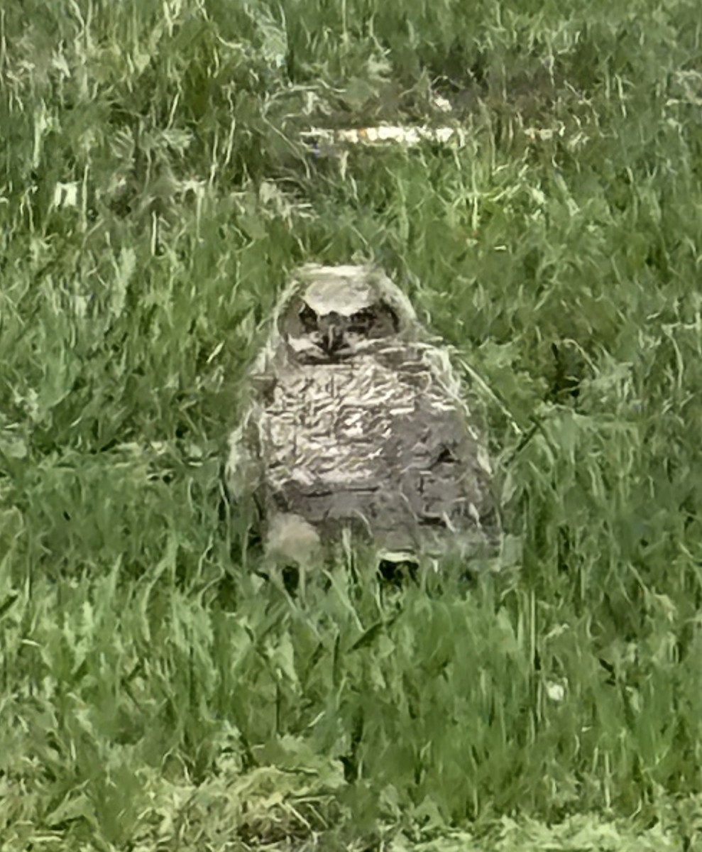 Great Horned Owl - ML618117250