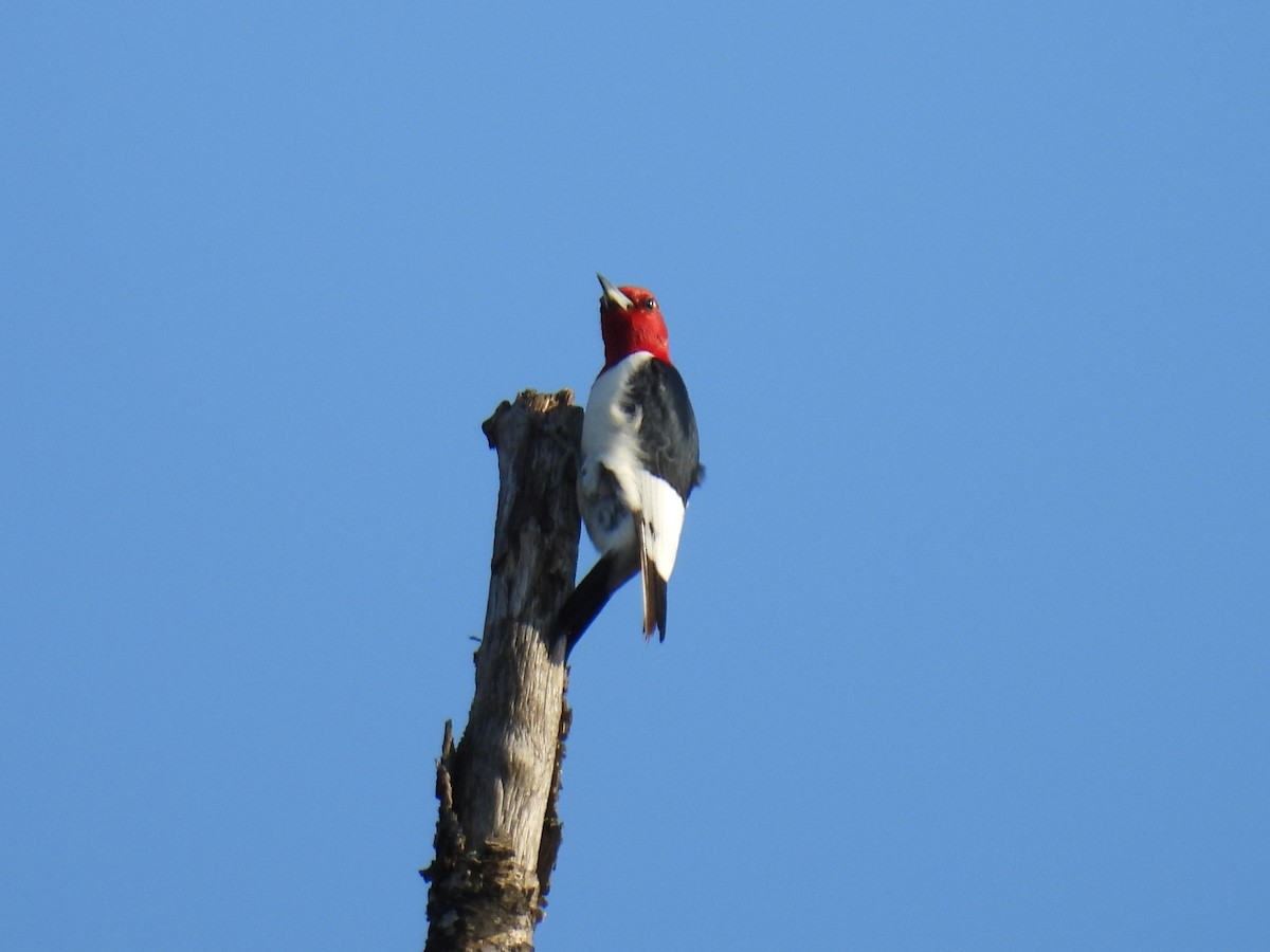 Red-headed Woodpecker - Cynthia Nickerson