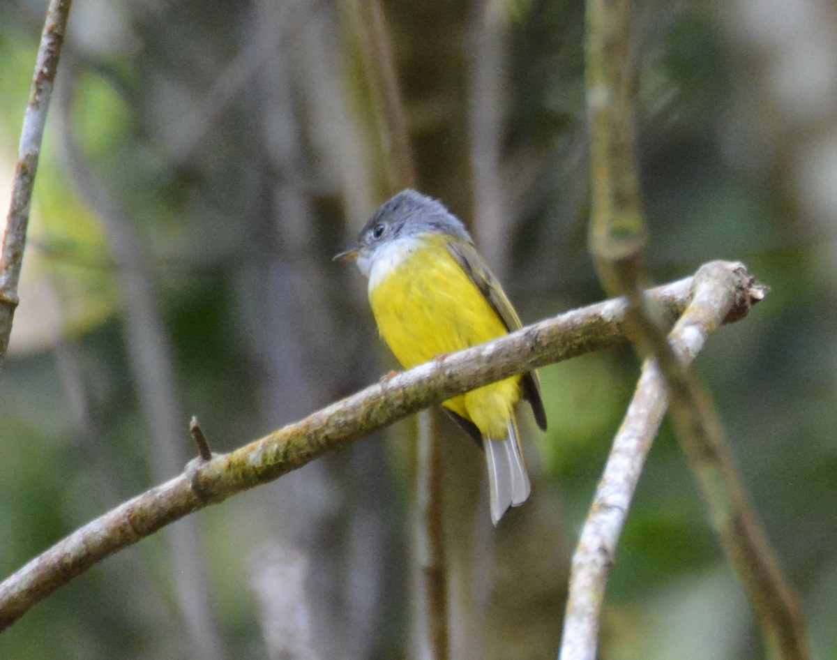 Gray-headed Canary-Flycatcher - ML618117283