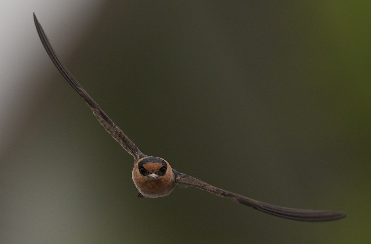 Cave Swallow - ML618117372