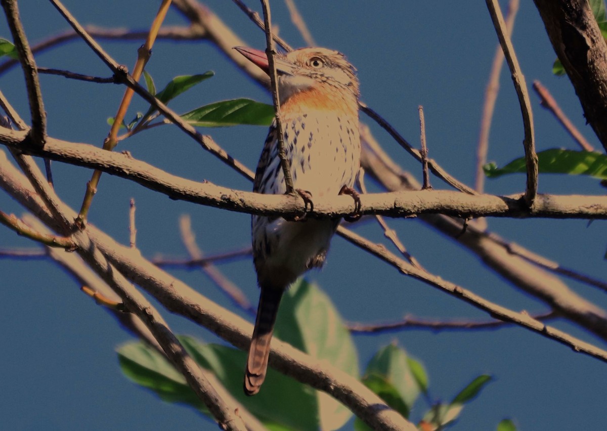 Spot-backed Puffbird (Chaco) - Suzana Arakaki
