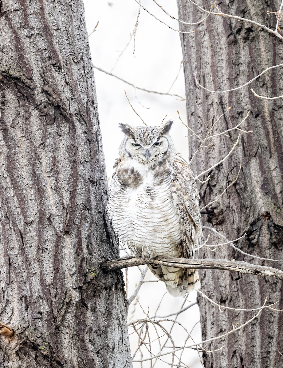 Great Horned Owl - James McCall