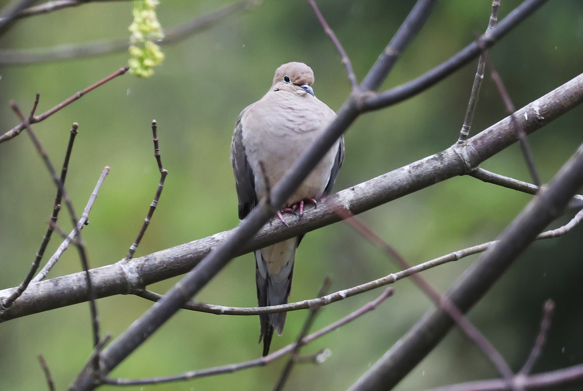 Mourning Dove - Ritch Pope