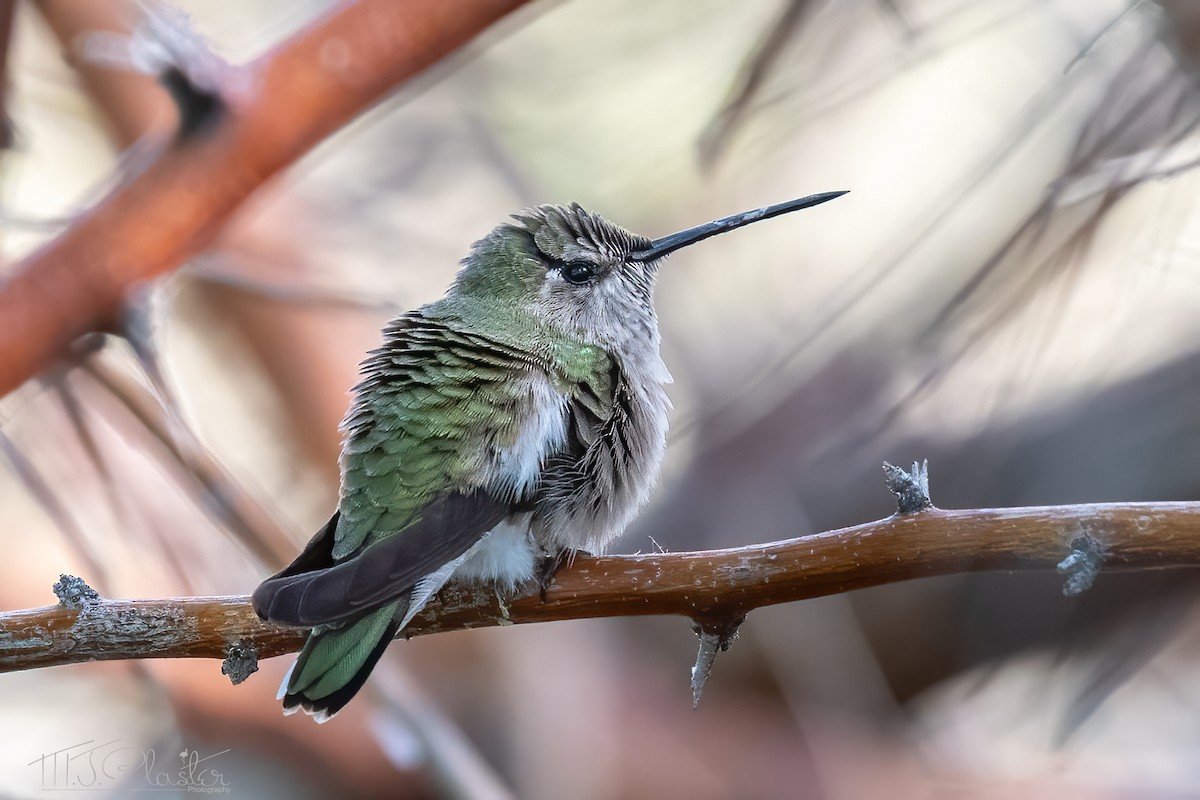 Black-chinned Hummingbird - Michael Plaster