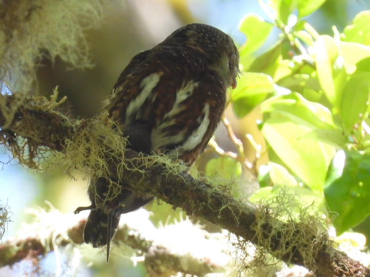 Costa Rican Pygmy-Owl - ML618117439