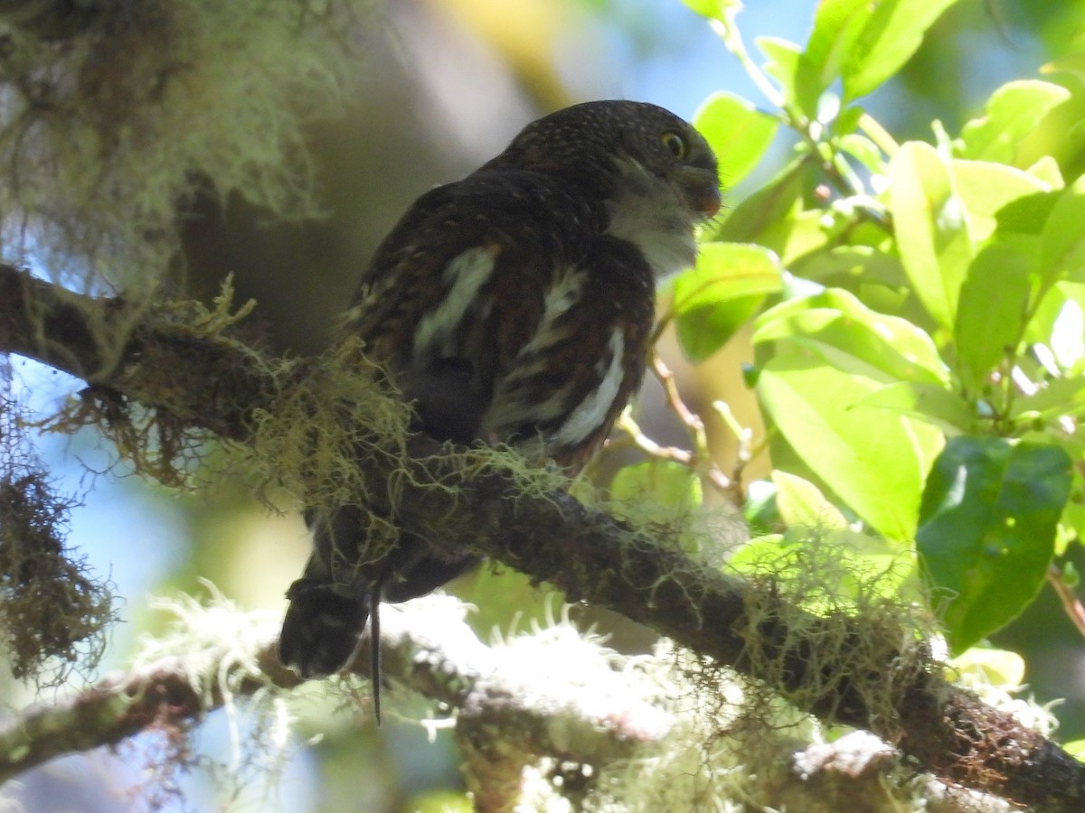 Costa Rican Pygmy-Owl - ML618117440