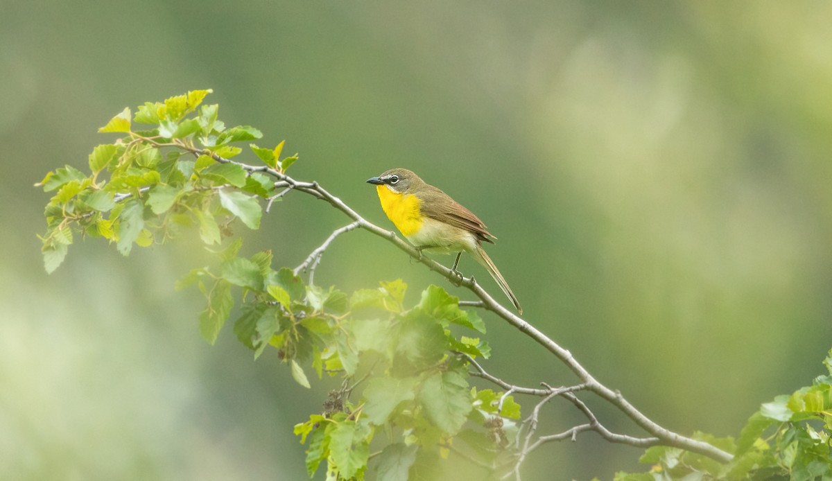 Yellow-breasted Chat - ML618117442