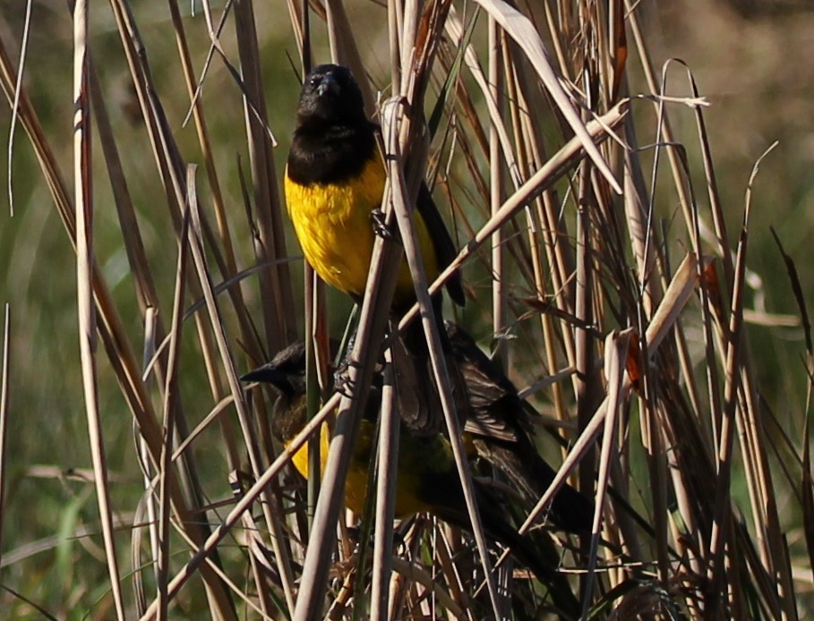 Yellow-rumped Marshbird - ML618117443