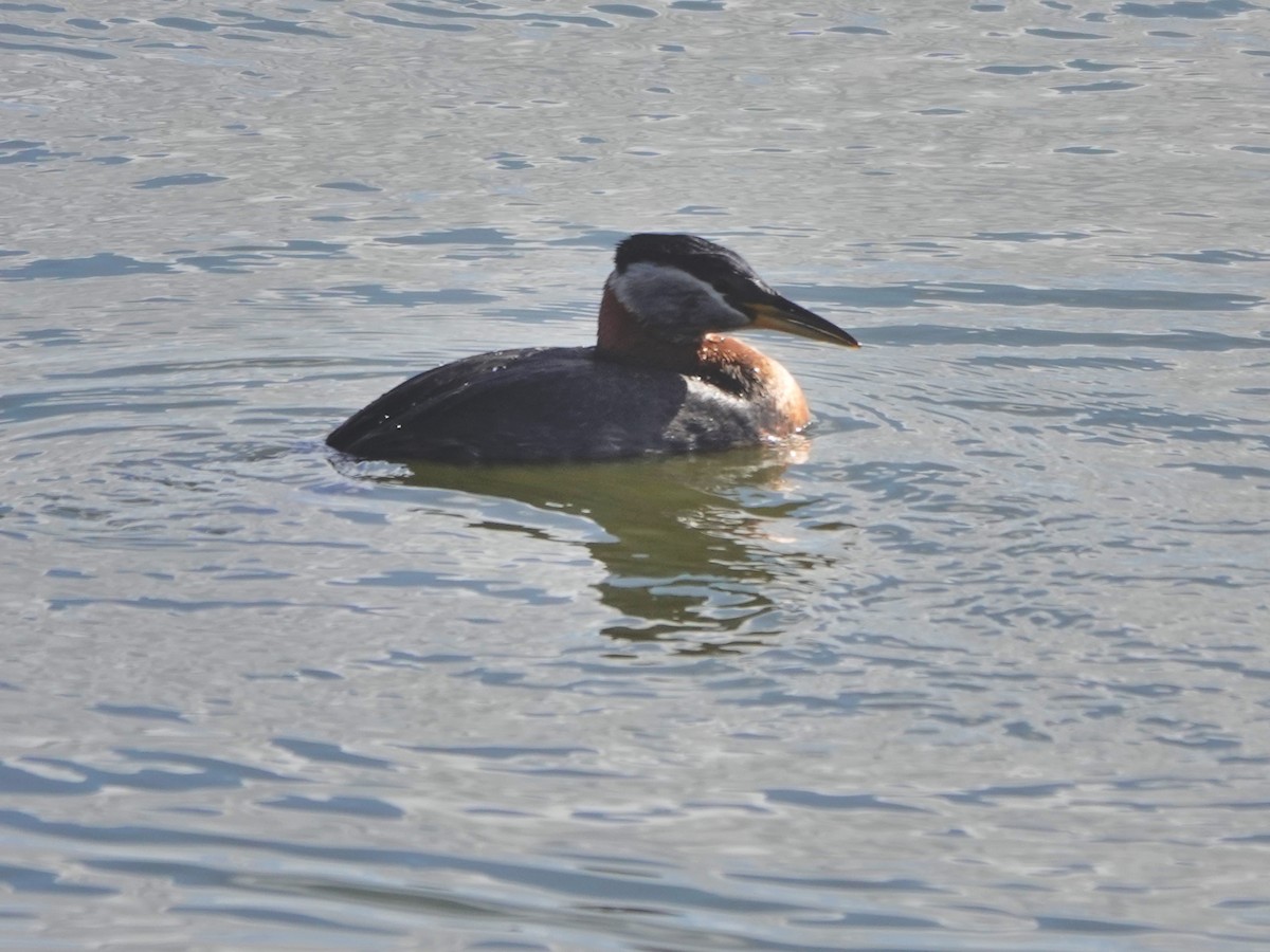 Red-necked Grebe - ML618117465