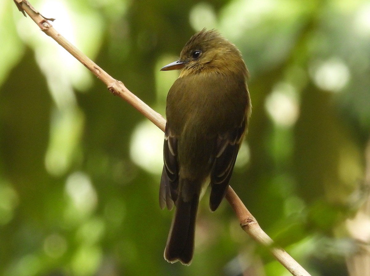 Ochraceous Pewee - ML618117479