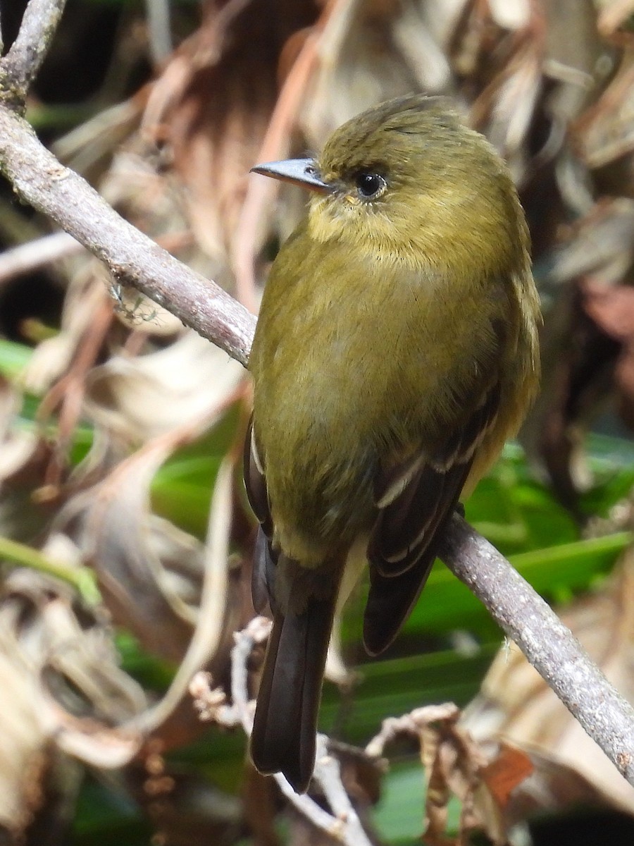 Ochraceous Pewee - ML618117480