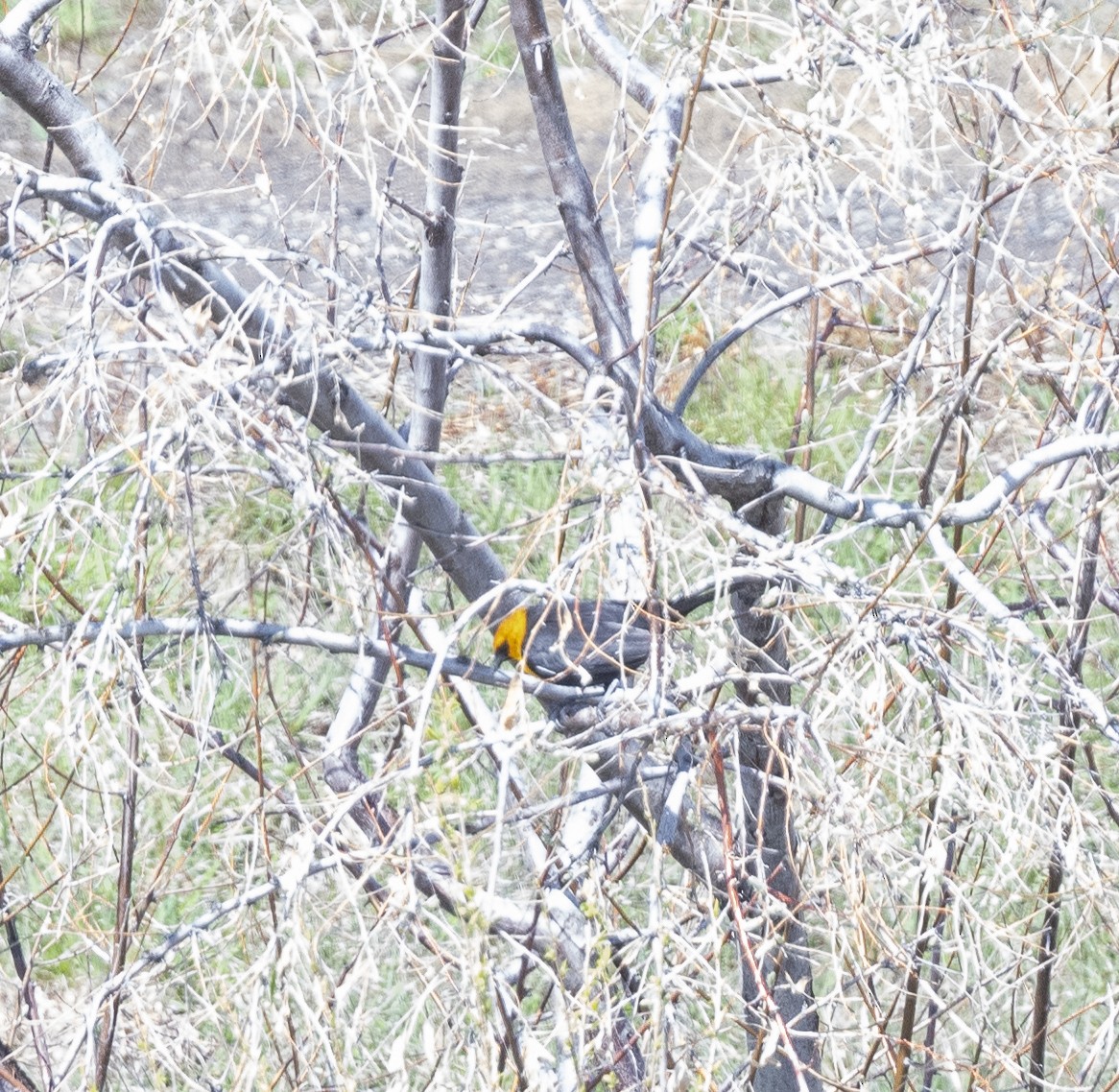 Yellow-headed Blackbird - James McCall