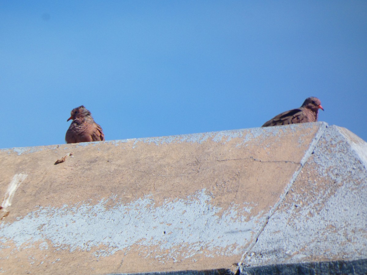 eBird Checklist 27 Apr 2024 Egmont Key NWR 39 species (+1 other taxa)