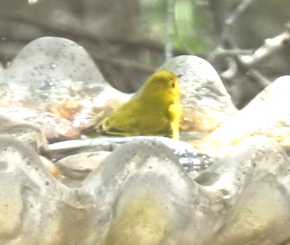 Yellow Warbler - ML618117594