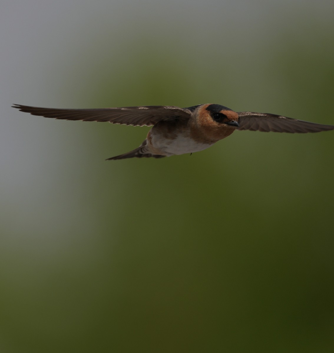 Cave Swallow - ML618117609