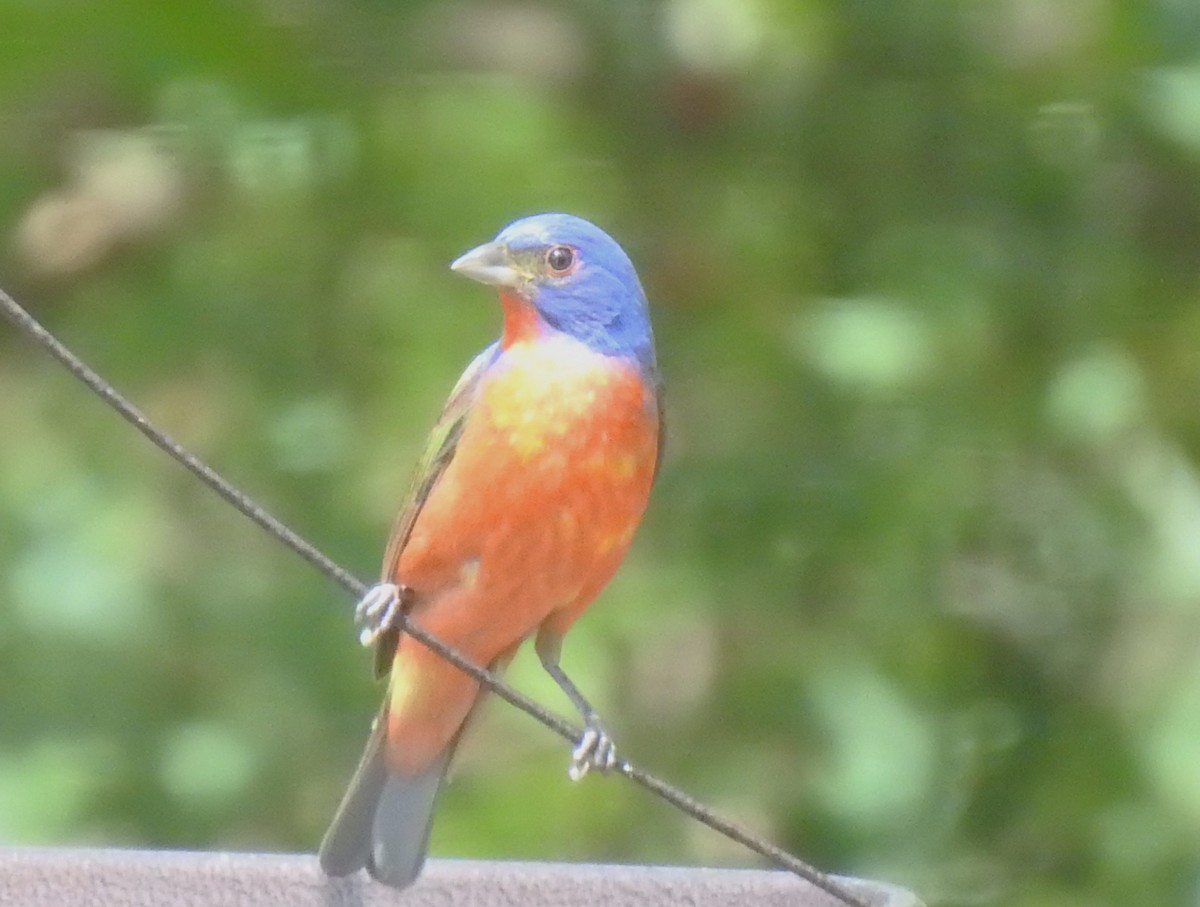 Painted Bunting - ML618117653