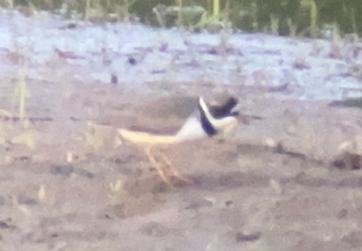 Semipalmated Plover - ML618117718