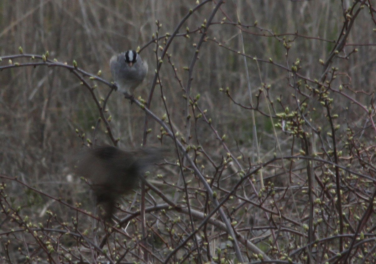 White-crowned Sparrow - ML618117719