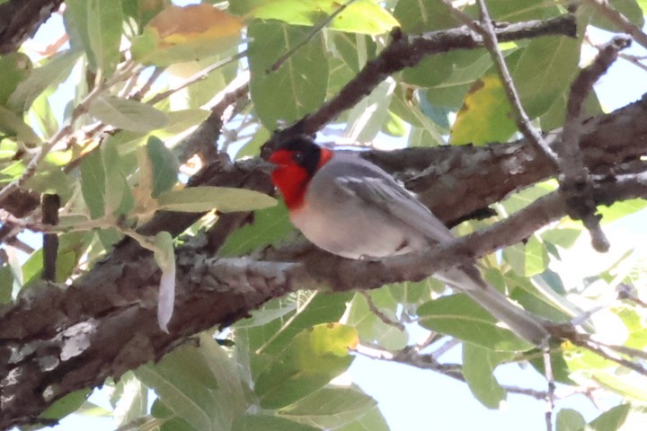 Red-faced Warbler - aaron lehr