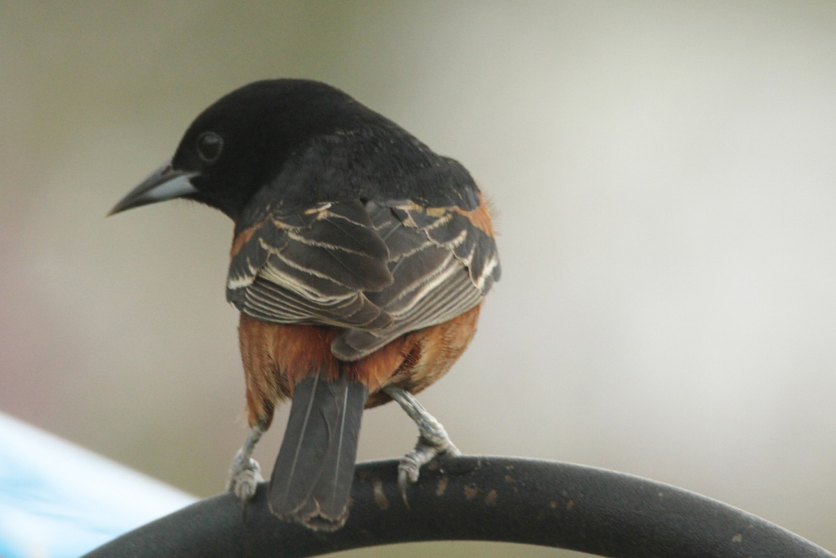 Orchard Oriole - ML618117741