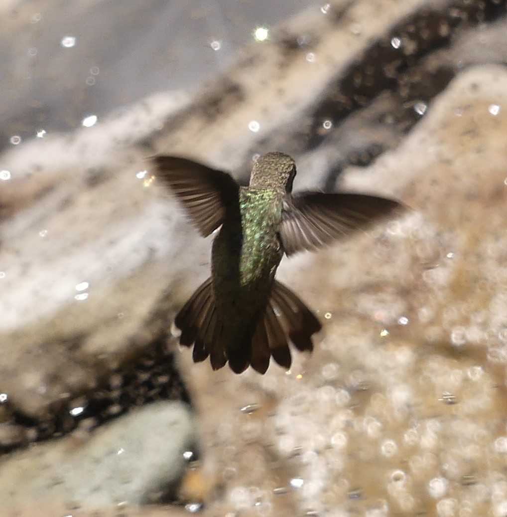 Anna's Hummingbird - Jonathan Strandjord