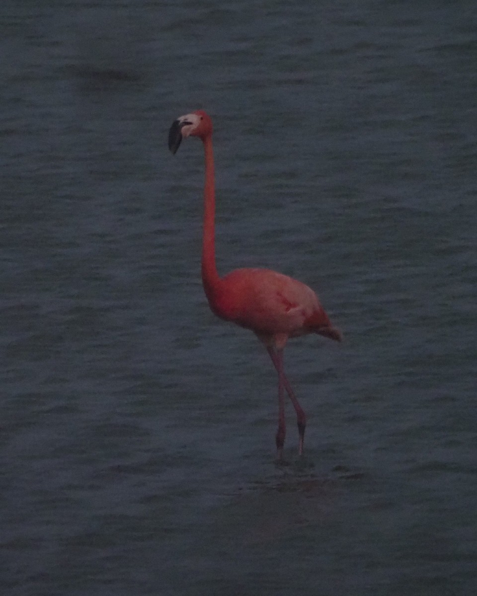 American Flamingo - Mikael Behrens