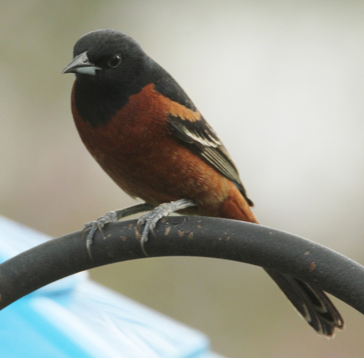 Orchard Oriole - ML618117758