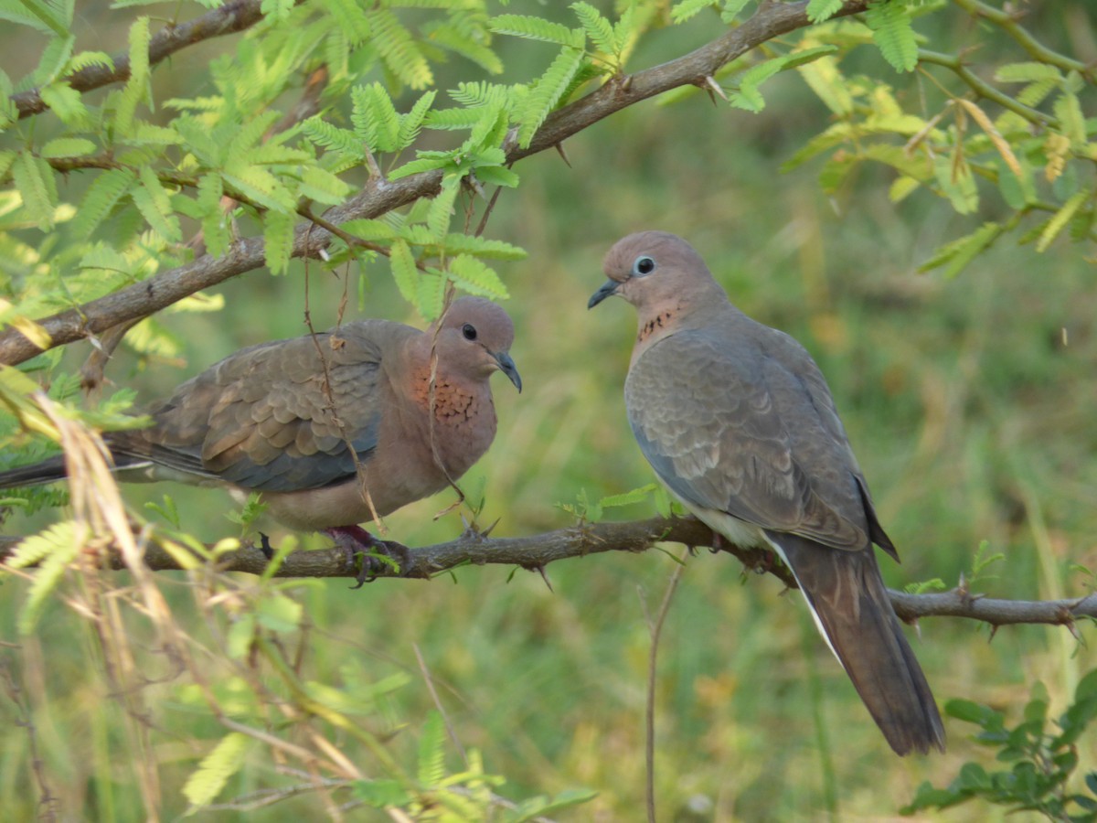 Laughing Dove - ML618117780