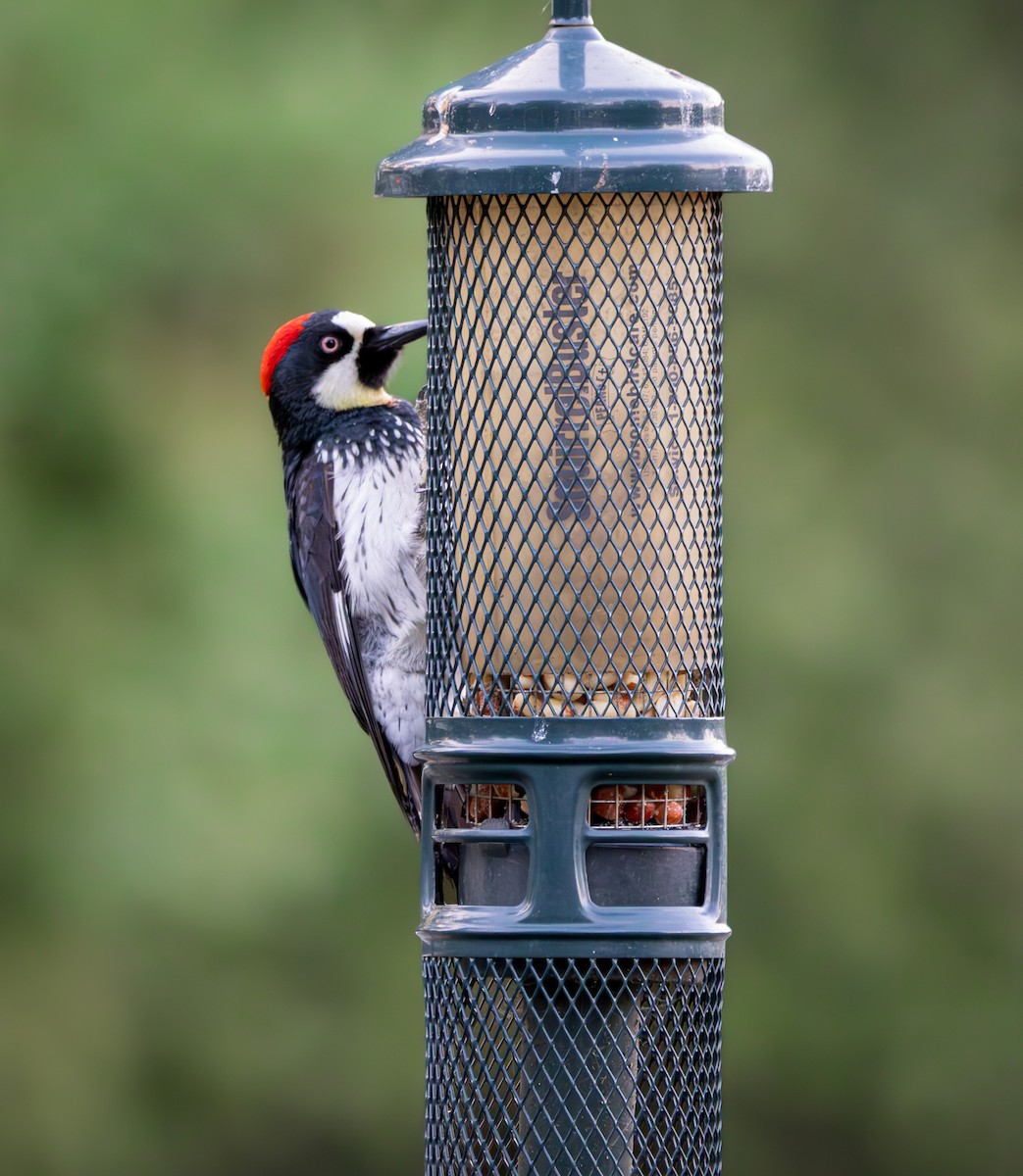 Acorn Woodpecker - ML618117801