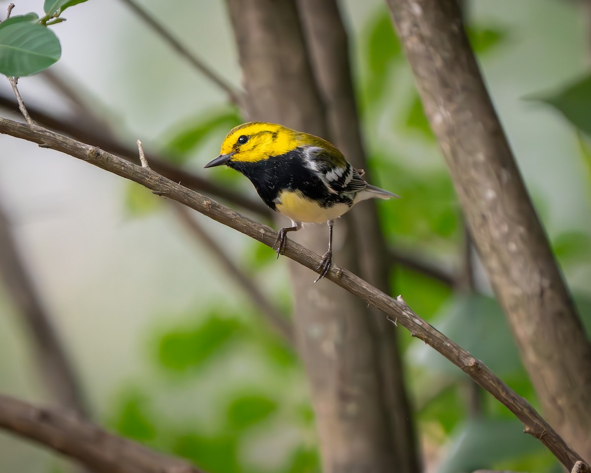 Black-throated Green Warbler - Mickey Grebe