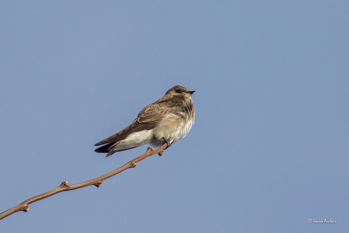 Northern Rough-winged Swallow - ML618117815
