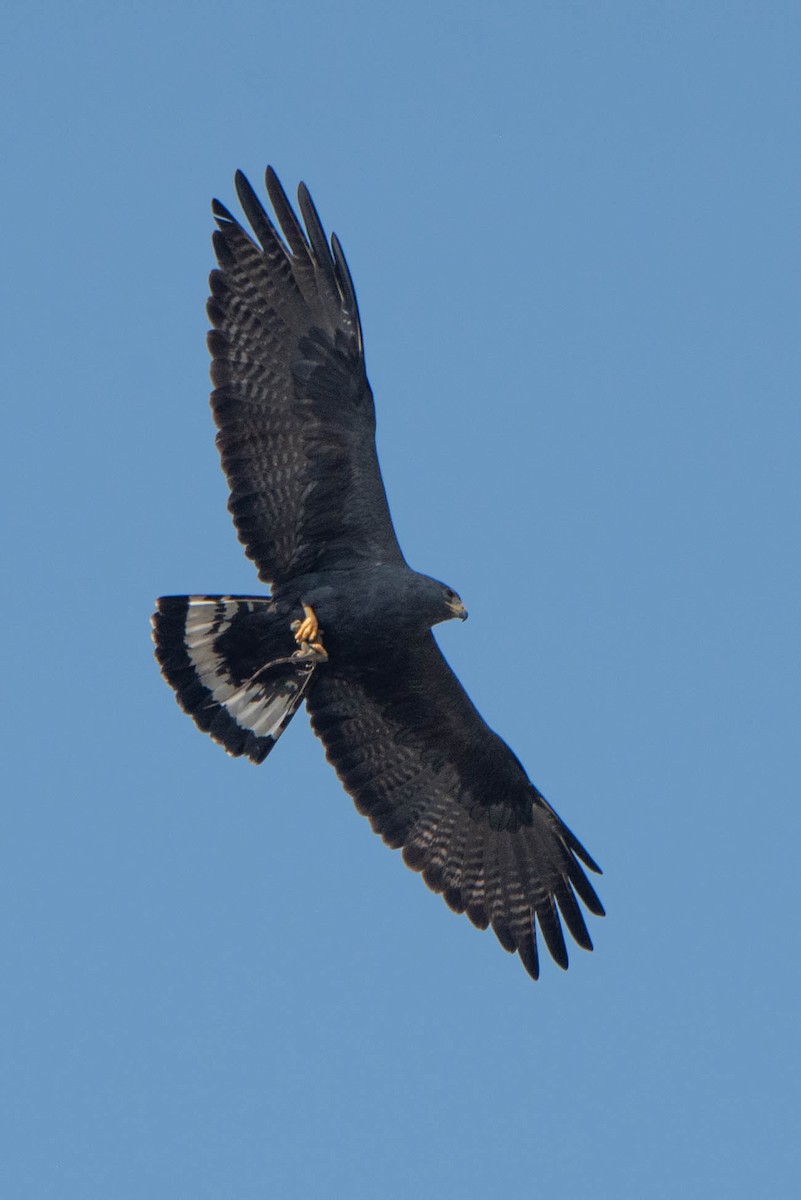 Zone-tailed Hawk - Andrea Heine