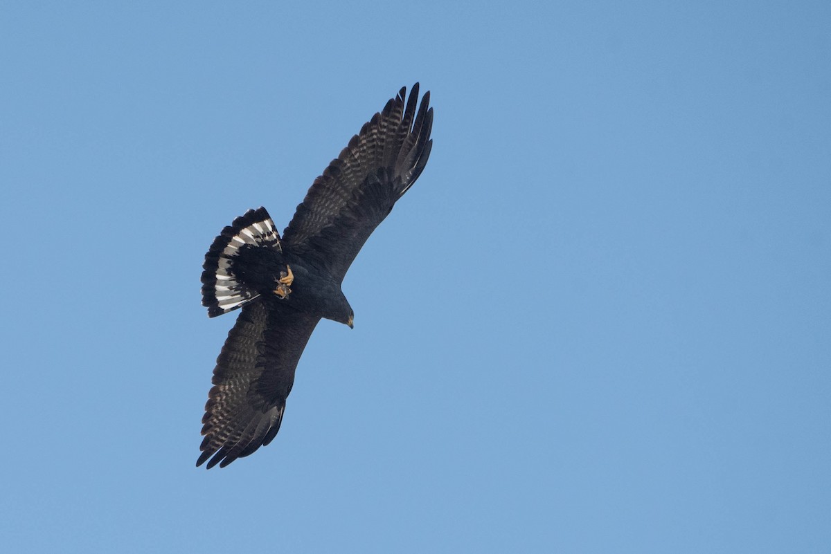 Zone-tailed Hawk - ML618117818