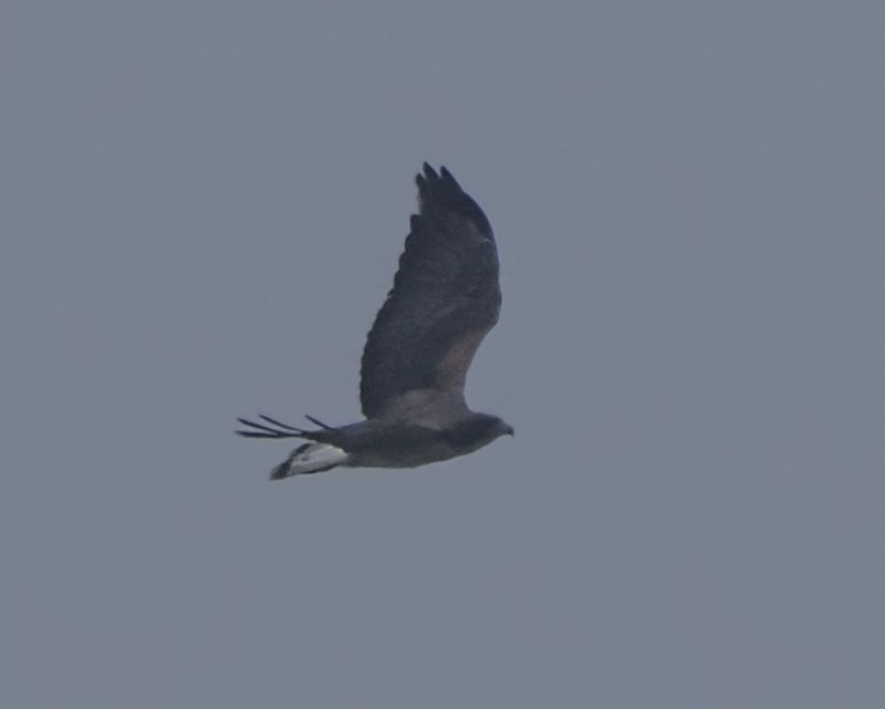 White-tailed Hawk - ML618117823