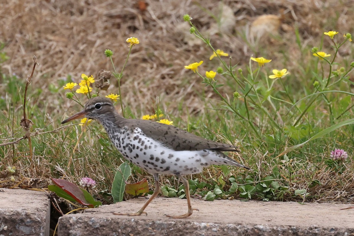 Spotted Sandpiper - Connie yarbrough