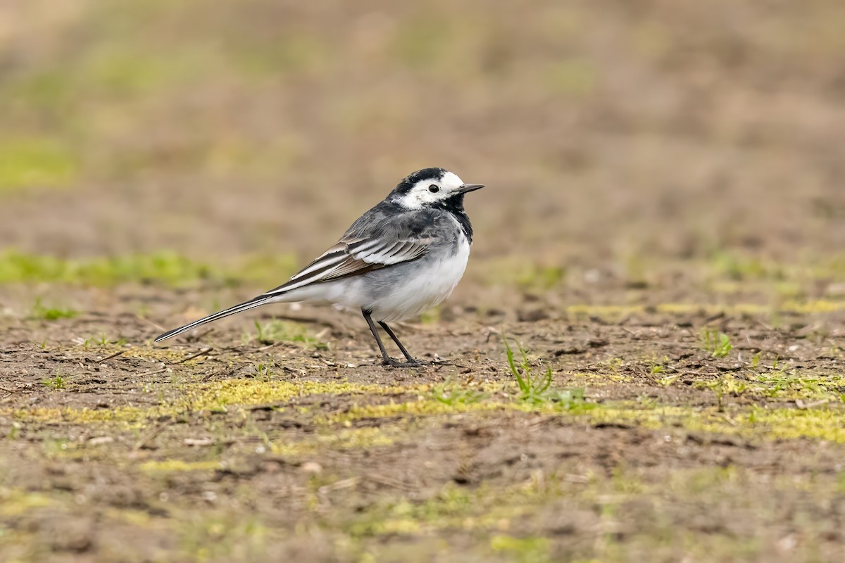 White Wagtail - Dominic More O’Ferrall