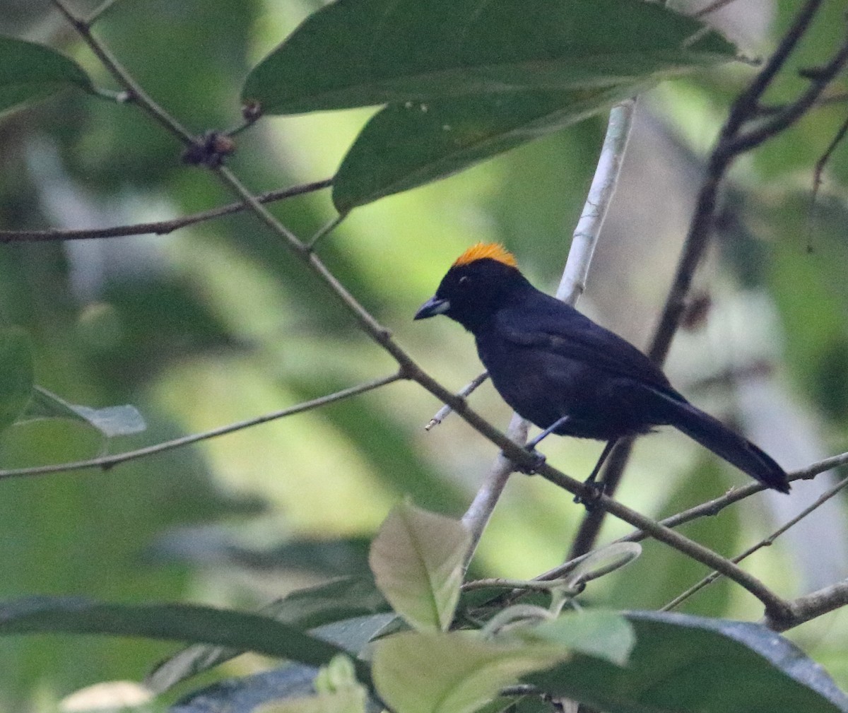 Tawny-crested Tanager - ML618117842