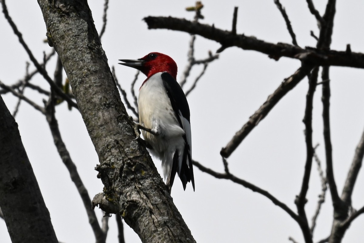 Red-headed Woodpecker - Blake Livingston