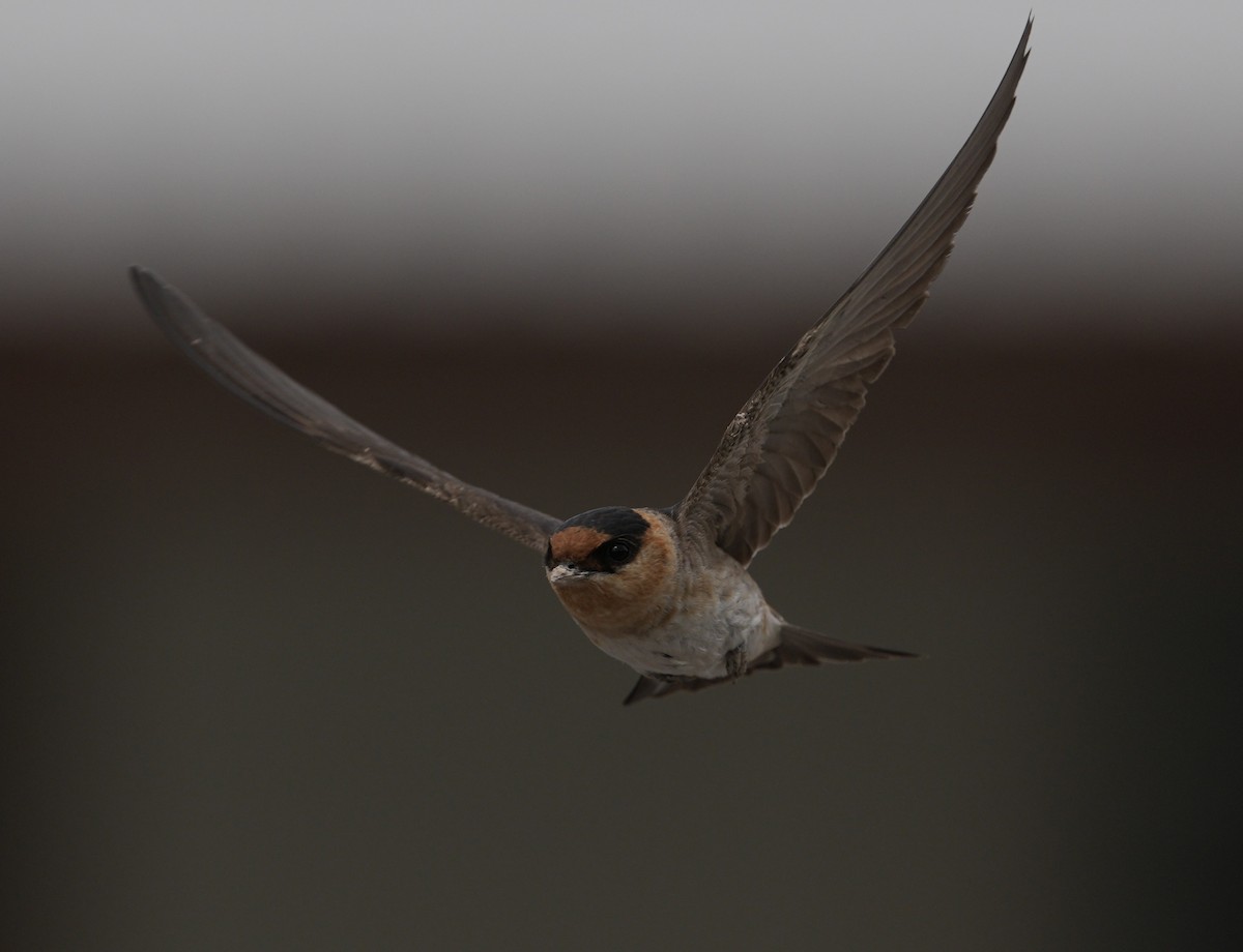 Cave Swallow - ML618117868