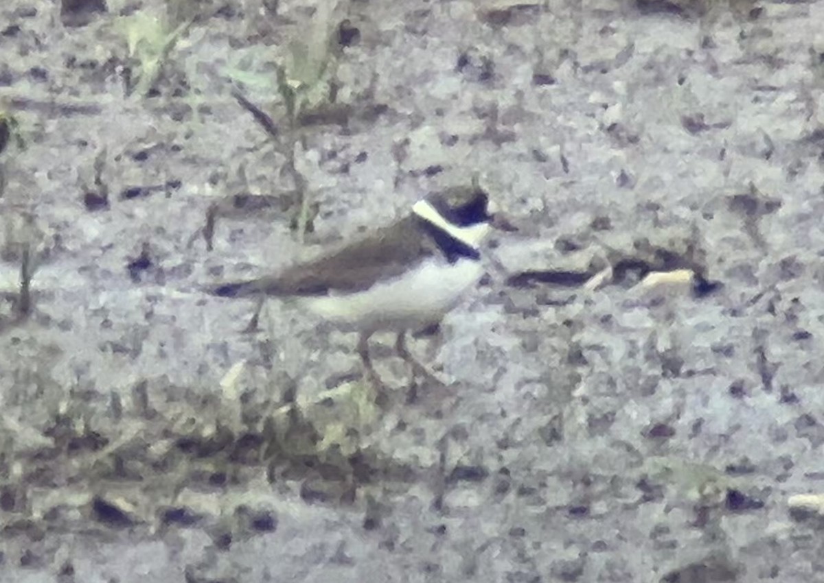 Semipalmated Plover - ML618117905