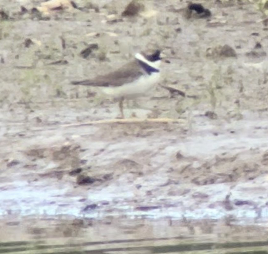 Semipalmated Plover - ML618117906