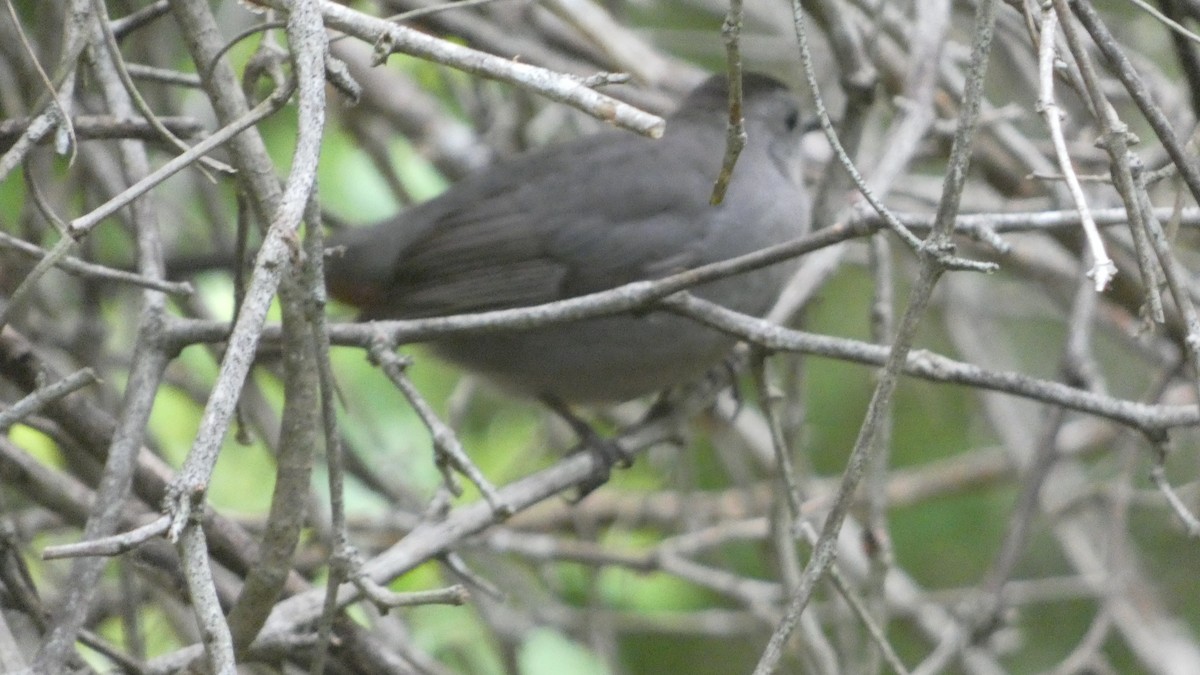 Gray Catbird - ML618117961