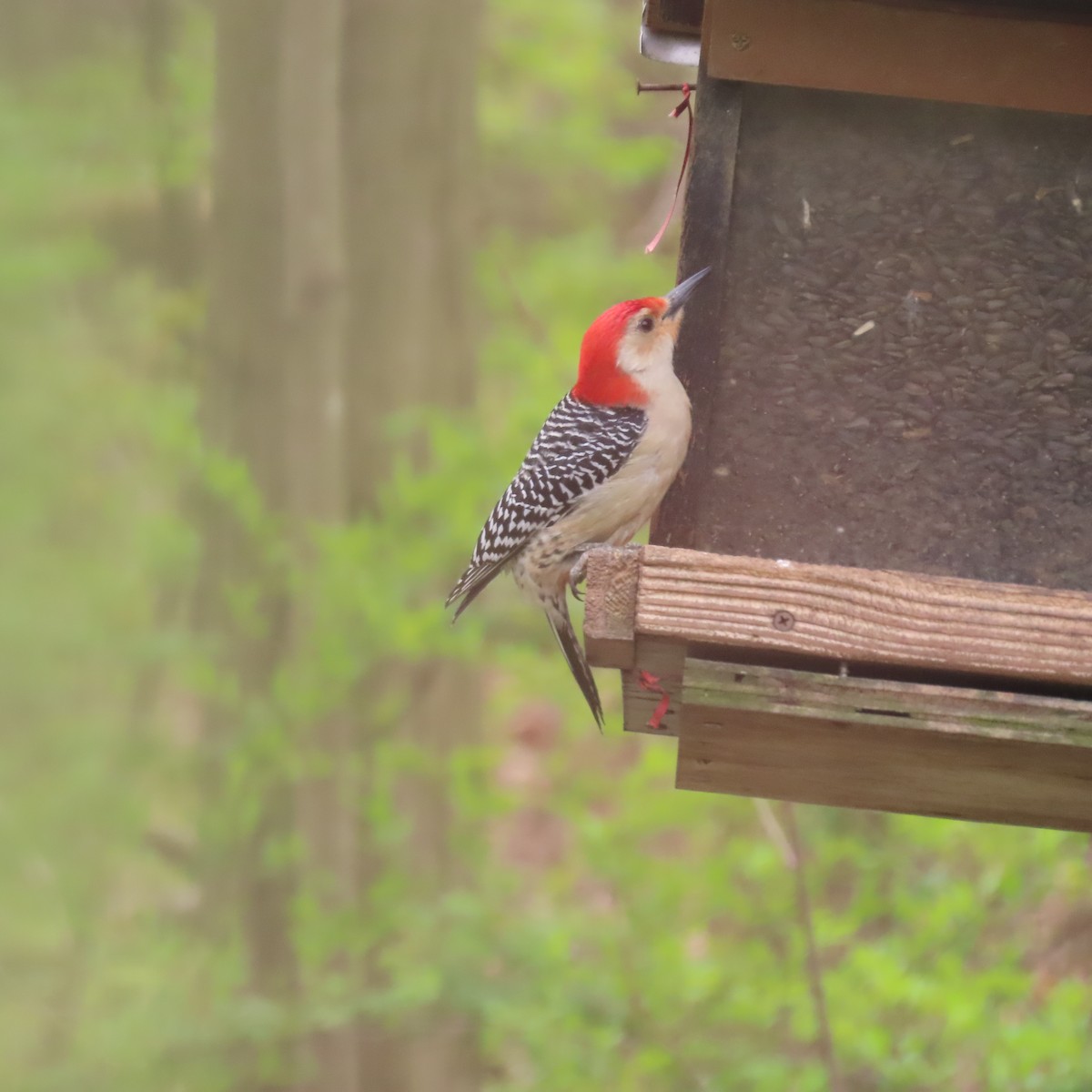 Red-bellied Woodpecker - Karen Lintala