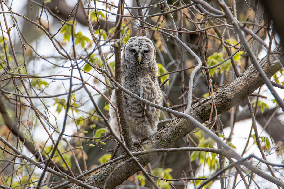 Barred Owl - Will Ranger