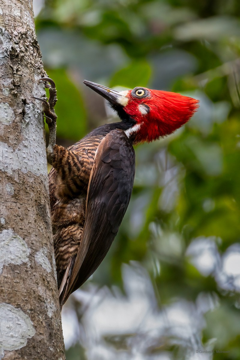 Crimson-crested Woodpecker - Gordon McIntosh