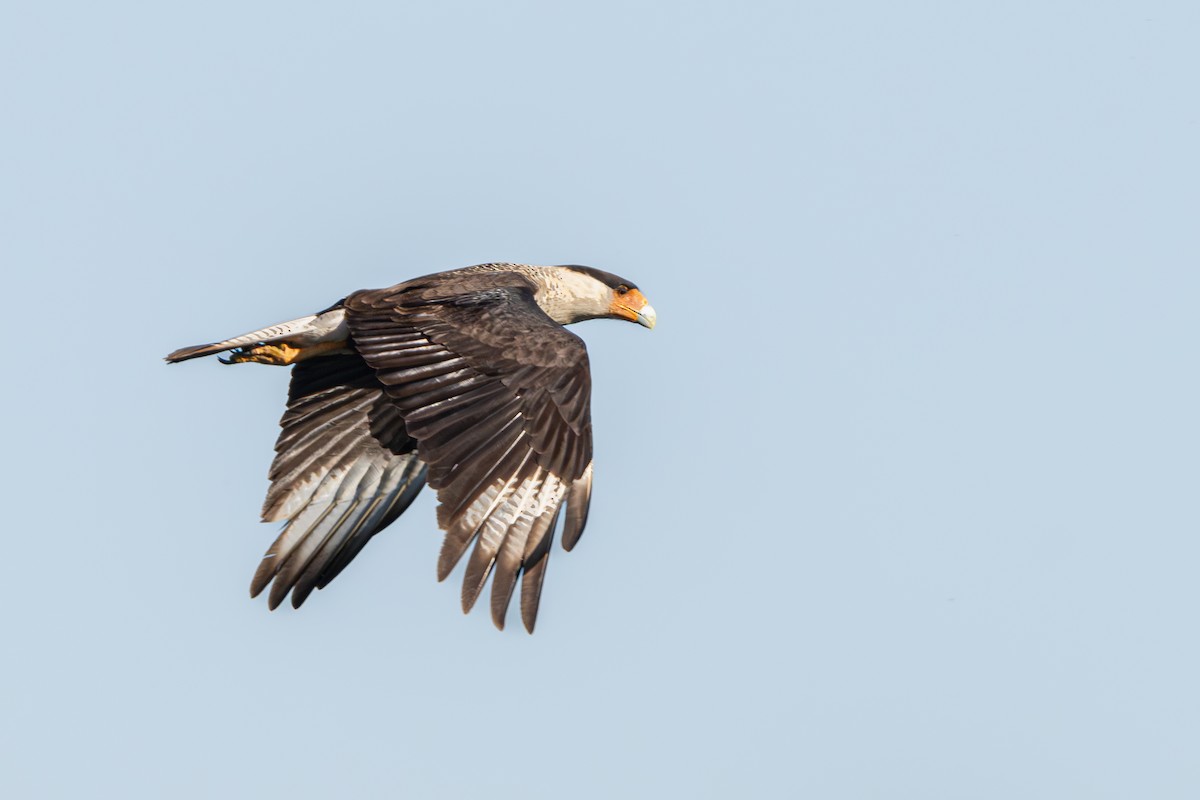 Crested Caracara - Michael Henry