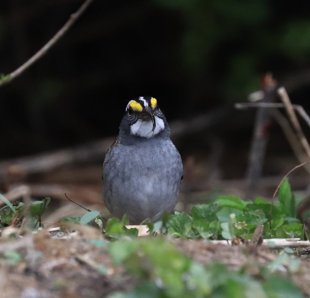 White-throated Sparrow - ML618118058