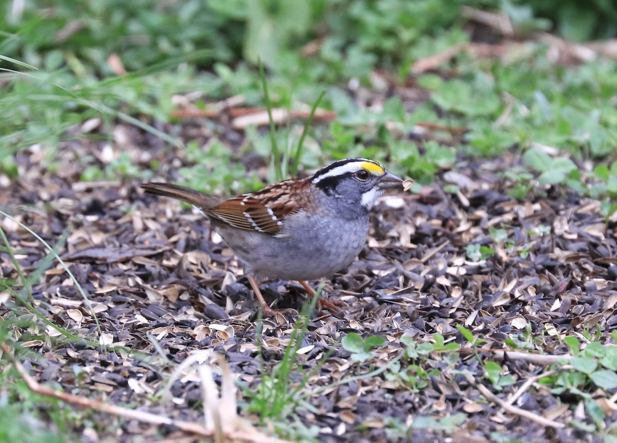 White-throated Sparrow - ML618118059