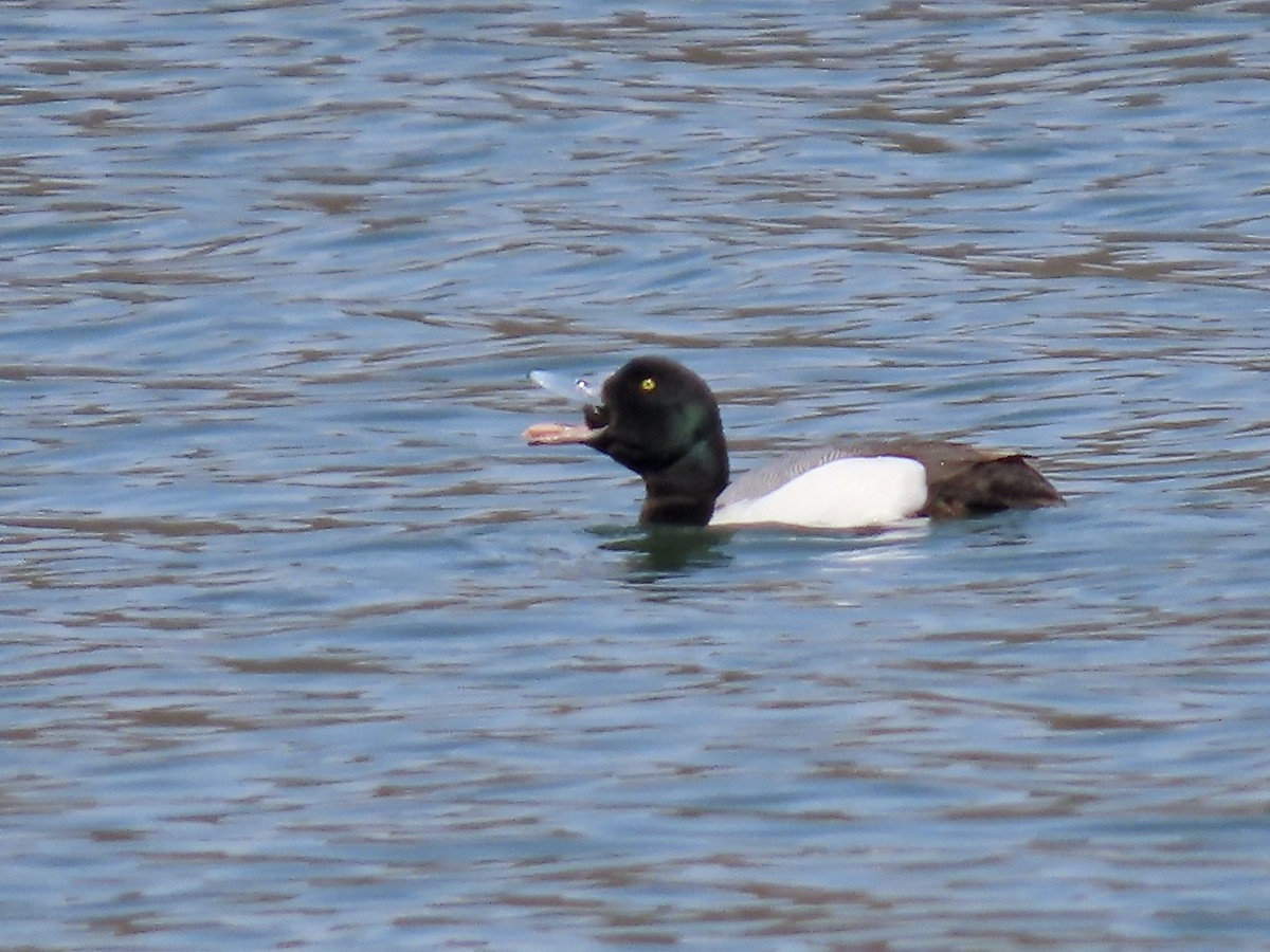 Greater Scaup - ML618118065